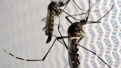 Cidade do Rio registra mais de 2 mil casos de dengue em 24 horas