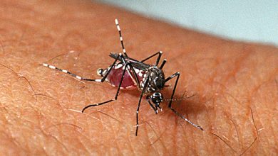 MaisPB • Com três mortes confirmadas, Paraíba totaliza 2,4 milhões de casos de dengue