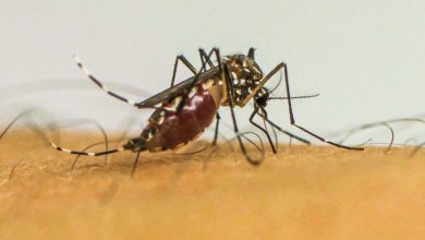 Brasil tem quase 4 milhões de casos prováveis de dengue