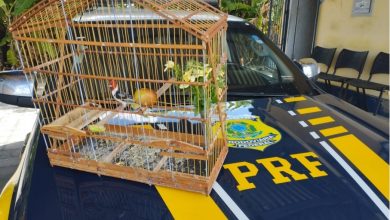 PRF na Paraíba apreende mais de 22 kg de maconha, recupera uma moto e resgata ave silvestre