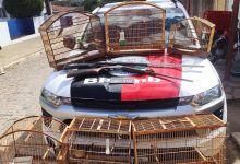 Operação resgata aves silvestres que estavam sendo mantidas em cativeiro em Bananeiras