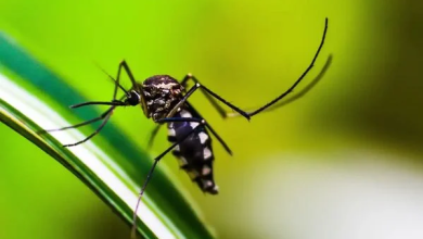 Paraíba confirma nove mortes por dengue em 2025