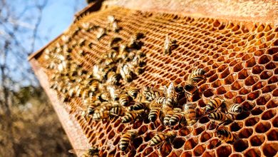 Alto Sertão da Paraíba aposta na apicultura e prevê alta de 20% na produção de mel - WSCOM