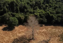 Depois da COP17, Brasil é cobrado a efetivar metas de restauração
