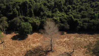 Depois da COP17, Brasil é cobrado a efetivar metas de restauração